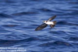 White-faced Storm-petrel (Pelagodroma marina)_Banco de la Concepcion, off Lanzarote (Canary Is.)