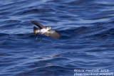 White-faced Storm-petrel (Pelagodroma marina)_Banco de la Concepcion, off Lanzarote (Canary Is.)