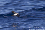 White-faced Storm-petrel (Pelagodroma marina)_Banco de la Concepcion, off Lanzarote (Canary Is.)