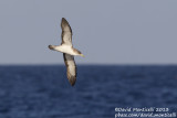 Corys Shearwater (Calonectris diomedea)(ssp. borealis)_Banco de la Concepcion, off Lanzarote (Canary Is.)