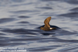 Madeiran Storm-petrel (Oceanodroma castro)_Banco de la Concepcion, off Lanzarote (Canary Is.)