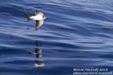 White-faced Storm-petrel (Pelagodroma marina)_Banco de la Concepcion, off Lanzarote (Canary Is.)