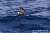 Wilsons Storm-petrel (Oceanites oceanicus)_Banco de la Concepcion, off Lanzarote (Canary Is.)