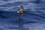 Wilsons Storm-petrel (Oceanites oceanicus)_Banco de la Concepcion, off Lanzarote (Canary Is.)