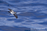 White-faced Storm-petrel (Pelagodroma marina)_Banco de la Concepcion, off Lanzarote (Canary Is.)