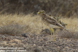 Eurasian Stone-curlew (Burhinus oedicnemus)(ssp. insularum)_El Jable plains, Lanzarote (Canary Is.)