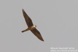 Eleonoras Falcon (Falco eleonorae)_Mirador del Rio, Lanzarote (Canary Is.)