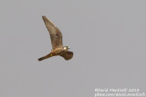 Eleonoras Falcon (Falco eleonorae)_Mirador del Rio, Lanzarote (Canary Is.)