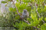 Balearic Warbler (Sylvia balearica)(juvenile)_Boquer valley, Mallorca (Balearic Is.)