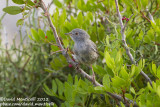 Balearic Warbler (Sylvia balearica)(juvenile)_Boquer valley, Mallorca (Balearic Is.)