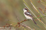 Woodchat Shrike (Lanius senator)(ssp. badius)_SAlbufera, Mallorca (Balearic Is.)