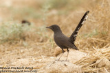 Black Bush Robin (Cercotrichas podobe)_Yotvata (Eilat)