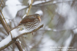 Fox Sparrow (Zonotrichia iliaca)_Haapsalu (Estonia)