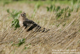 Pallid Harrier (Circus macrourus)(1st summer female)_Hannut (Belgium)