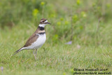 Killdeer (Charadrius vociferus)(1st winter)_Cabo Udra (Bueu), Galicia (Spain)