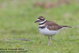 Killdeer (Charadrius vociferus)(1st winter)_Cabo Udra (Bueu), Galicia (Spain)