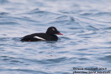 White-winged Scoter (Melanitta deglandi)(ssp. deglandi)(ad. male)_rfirisey, Reykjavik (Iceland)