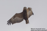 Bateleur (Terathopius ecaudatus)(juv/imm.)_Gal'on, Judean Plains (Israel)