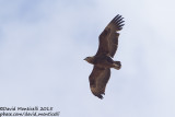 Bateleur (Terathopius ecaudatus)(juv/imm.)_Gal'on, Judean Plains (Israel)