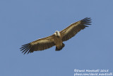 Griffon Vulture (Gyps fulvus)_Laza (Greater Caucasus)