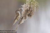 Great Reed Warbler (Acrocephalus arundinaceus)_Shirvan NP (Salyan Region)