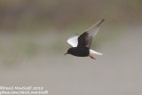 White-winged Tern (Chidonias leucopterus)_Shirvan NP (Salyan Region)