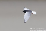 White-winged Tern (Chidonias leucopterus)_Shirvan NP (Salyan Region)