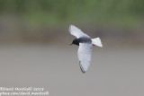 White-winged Tern (Chidonias leucopterus)_Shirvan NP (Salyan Region)