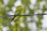 Blue-cheeked Bee-eater (Merops persicus)_Shirvan NP (Salyan Region)