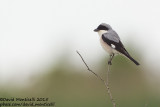 Lesser Grey Shrike (Lanius minor)_Shirvan NP (Salyan Region)