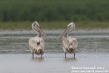 Dalmatian Pelicans (Pelecanus crispus)(subad.)_Shirvan NP (Salyan Region)