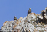 Caucasian Snowcocks (pair)(Tetraogallus caucasicus)_Mt Gizilgaya (Greater Caucasus)