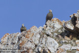 Caucasian Snowcocks (pair)(Tetraogallus caucasicus)_Mt Gizilgaya (Greater Caucasus)