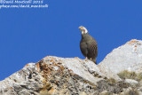 Caucasian Snowcock (Tetraogallus caucasicus)_Mt Gizilgaya (Greater Caucasus)