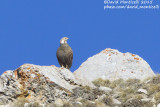 Caucasian Snowcock (Tetraogallus caucasicus)_Mt Gizilgaya (Greater Caucasus)