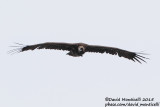 Black Vulture (Aegypius monachus)_Mt Gizilgaya (Greater Caucasus)