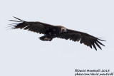 Black Vulture (Aegypius monachus)_Mt Gizilgaya (Greater Caucasus)
