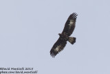 Golden Eagle (Aquila chrysaetos)(immature)_Mt Gizilgaya (Greater Caucasus)