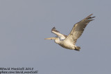 Dalmatian Pelican (Pelecanus crispus)(subad.)_Shirvan NP (Salyan Region)