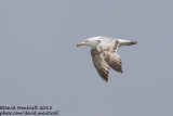 Caspian Gull (Larus cachinnans)(2nd summer plum.)_Bay of Baku (Absheron Peninsula)
