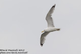 Caspian Gull (Larus cachinnans)(ad.)_Bay of Baku (Absheron Peninsula)