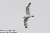 Caspian Gull (Larus cachinnans)(ad.)_Bay of Baku (Absheron Peninsula)