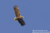 White-tailed Eagle (Haliaetus albicilla)(adult)_Kalinkovo, Bratislava (Slovakia)