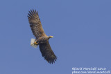 White-tailed Eagle (Haliaetus albicilla)(adult)_Kalinkovo, Bratislava (Slovakia)