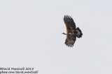 Eastern Imperial Eagle (Aquila heliaca)(adult)_Zvolen (Slovakia)