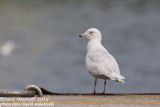 Iceland Gull (Larus glaucoides)(3cy)_Burela, Galicia (Spain)