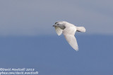 Iceland Gull (Larus glaucoides)(2cy)_Burela, Galicia (Spain)