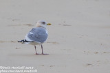 Thayer's Gull (Larus thayeri)(adult)_San Cibrao, Galicia (Spain)