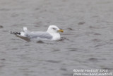 American Herring Gull (Larus smithonianus)(adult)_Lires, Galicia (Spain)