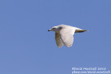 Kumliens Gull (Larus glaucoides kumlieni)(1st winter/2cy)_Aveiro (Portugal)